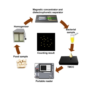 Culture-Free Quantification of Bacteria Using Digital Fluorescence Imaging in a Tunable Magnetic Capturing Cartridge for Onsite Food Testing
